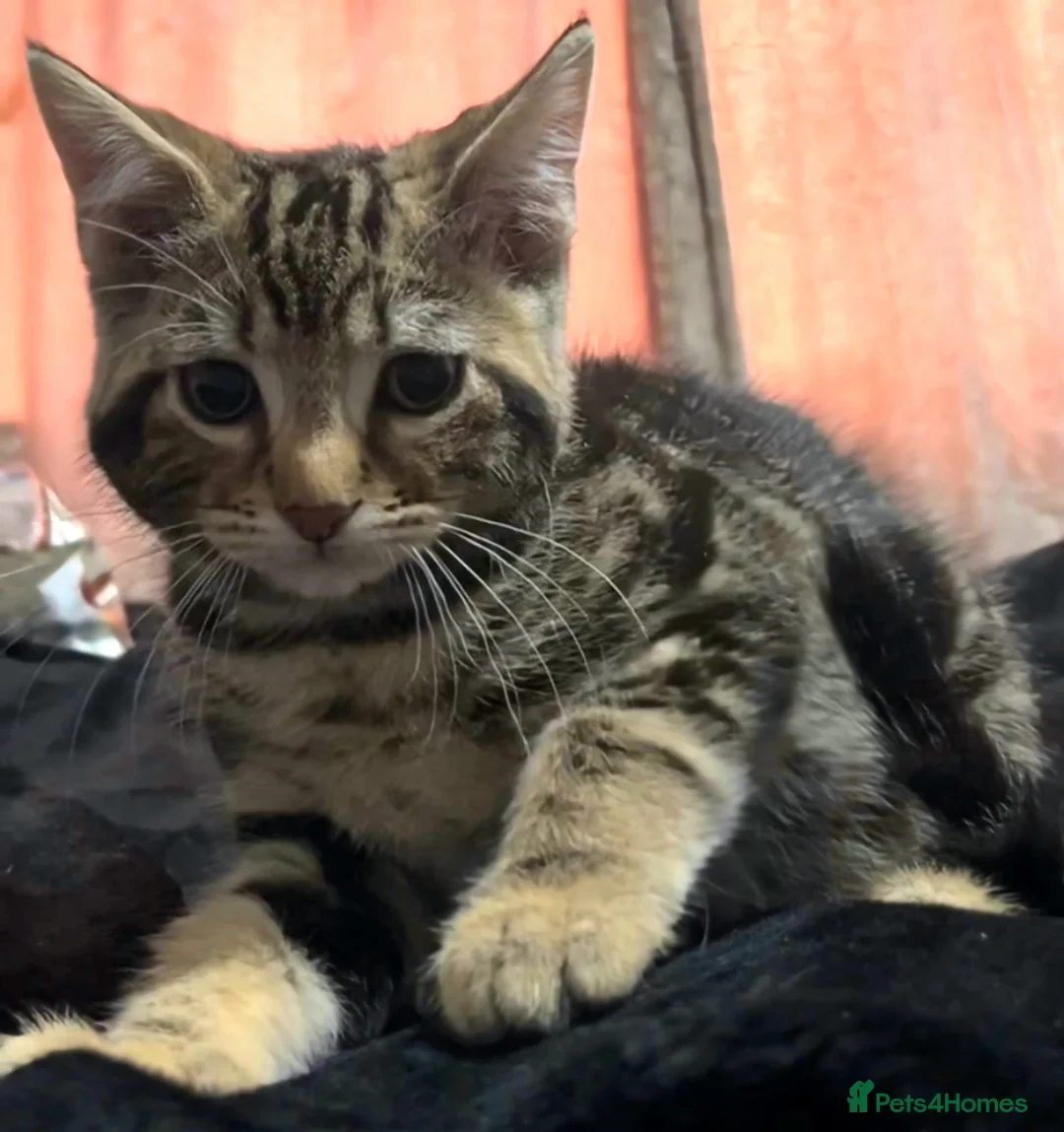 Mixed Breed cats for sale: maine coon x british short hair - Advert 7