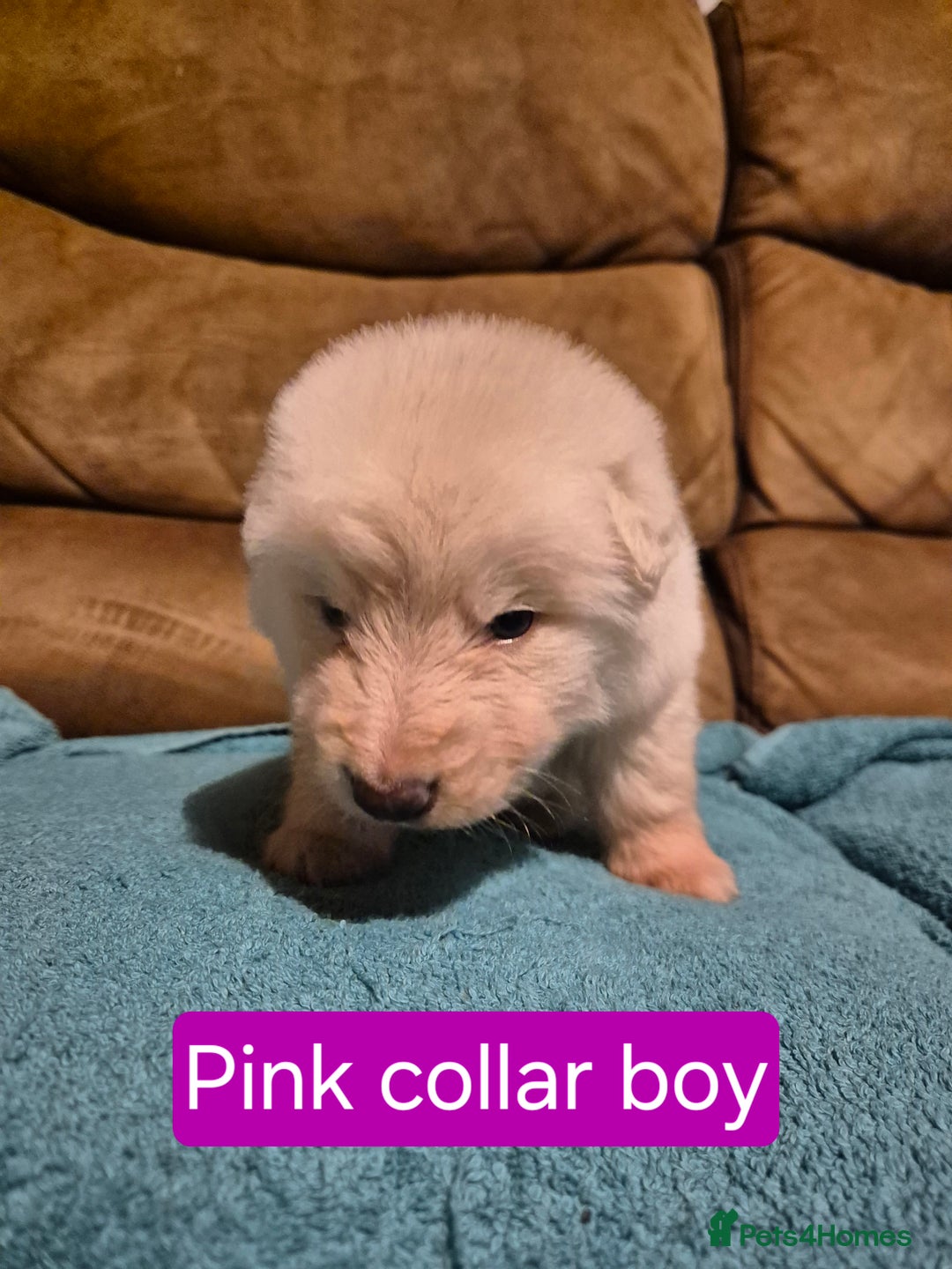 German Shepherd dogs for sale: KC German Shepherd Puppies Blue, White & Black/Tan - Image 23