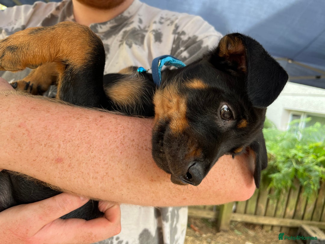 Rottweiler dogs for sale: Healthy Rottweiler puppies ready now  - Image 17