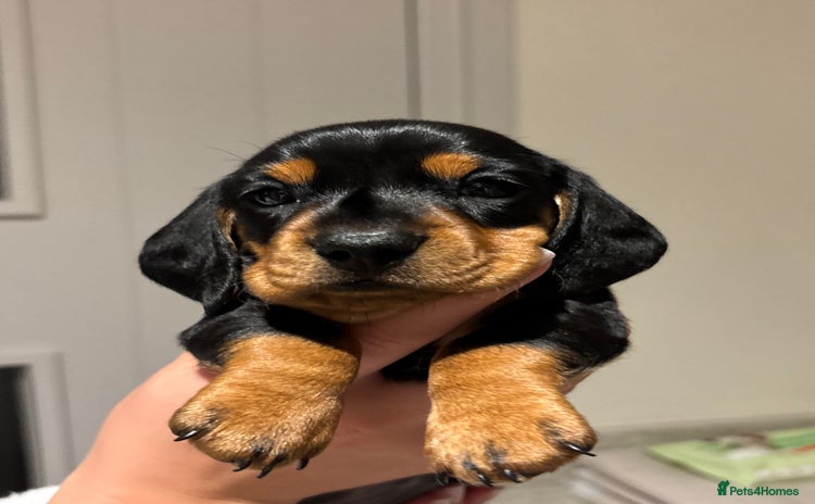 Miniature Dachshund dogs Beautiful Miniature Dachshund Puppies  - Advert 8