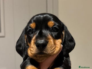 Miniature Dachshund dogs Beautiful Miniature Dachshund Puppies - Advert 4