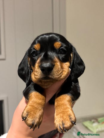 Miniature Dachshund dogs Beautiful Miniature Dachshund Puppies - Advert 3