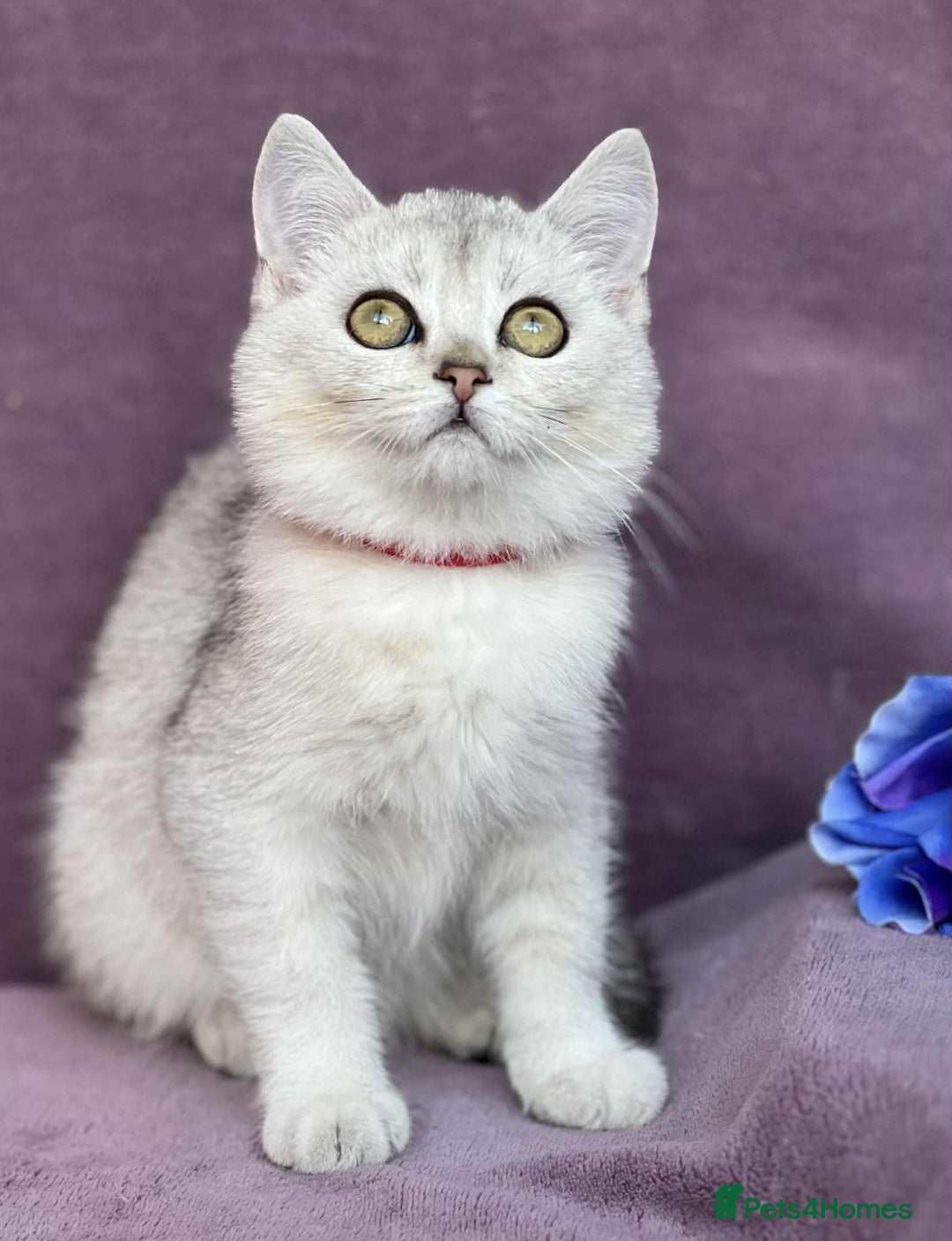 British Shorthair cats for sale: Lovely BSH kittens - ready for their forever homes - Image 15
