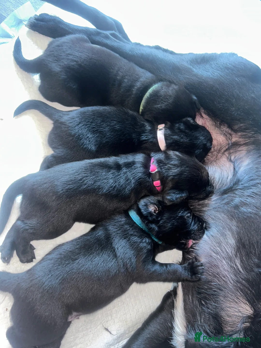 Borador dogs for sale: 3/4 lab 1/4 collie - Advert 2