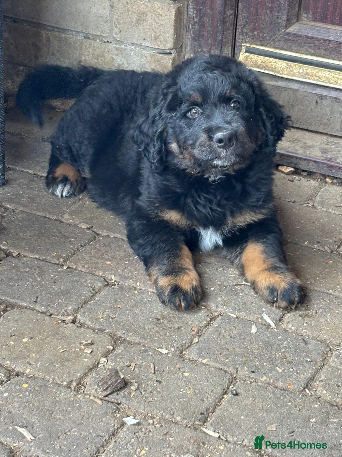 Bernedoodle dogs 2 gorgeous bernedoodle puppies available😍 - Advert 2