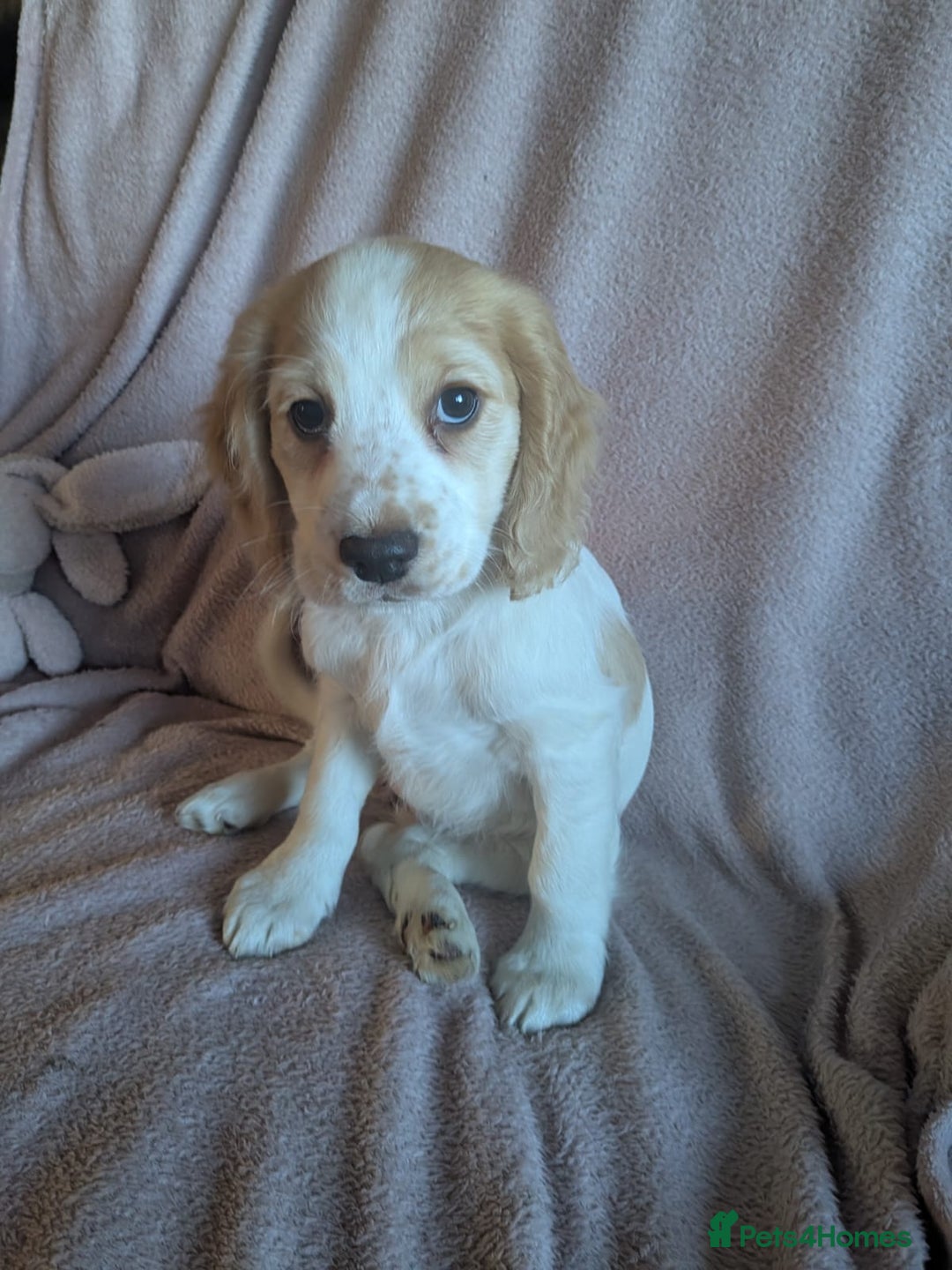 Cocker Spaniel dogs for sale: Cocker spaniels  - Advert 1