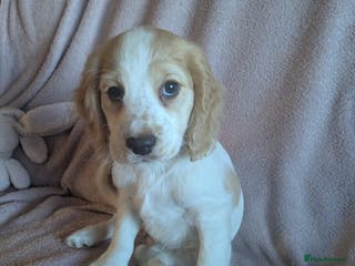 Cocker Spaniel dogs Cocker spaniels - Advert 3