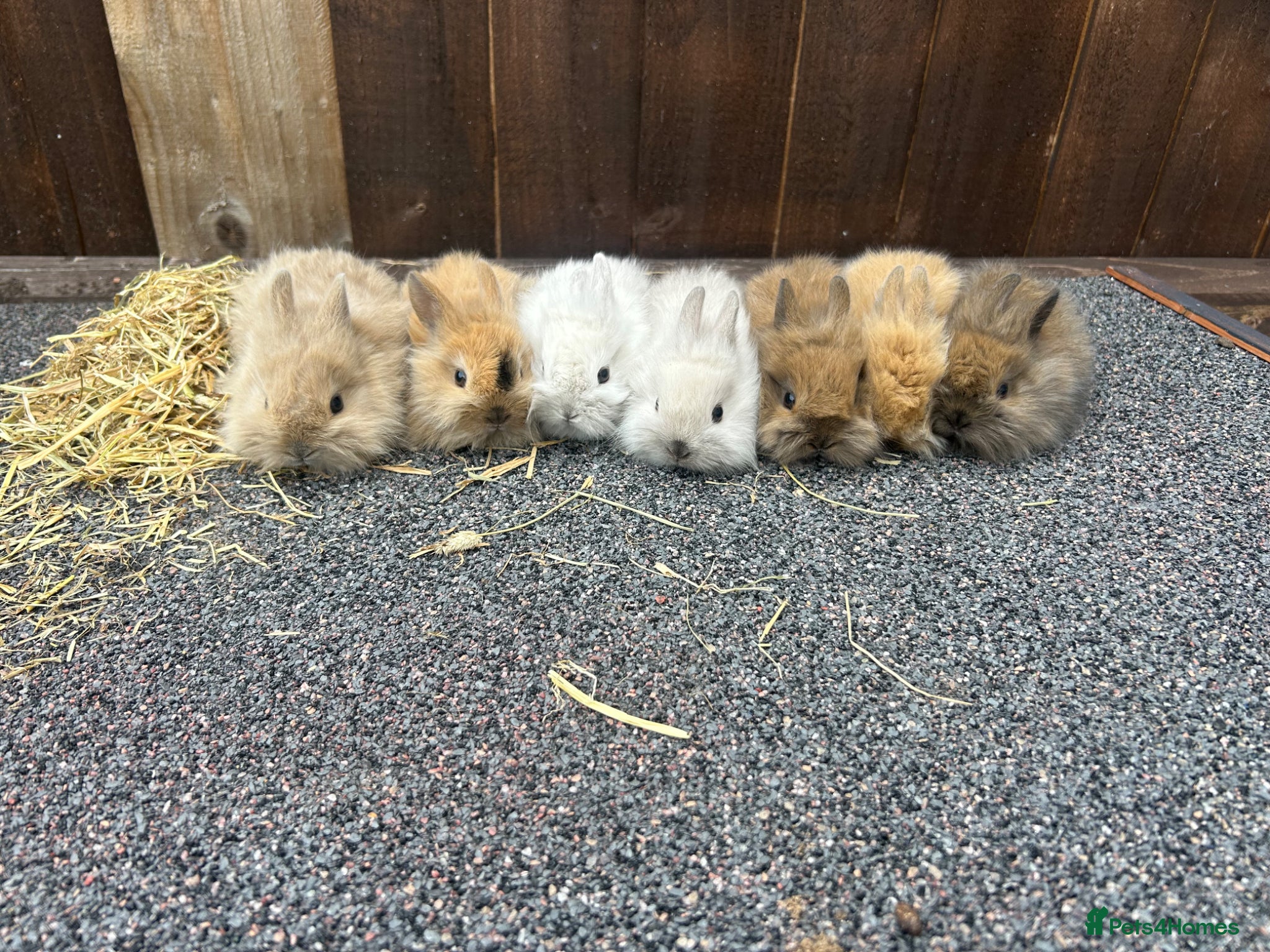 Mixed Breed rabbits Baby bunnies  - Advert 11