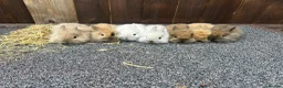 Mixed Breed rabbits for sale: Baby bunnies  - Advert 1