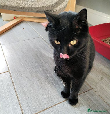 Mixed Breed cats DOUGHNUT - Advert 9