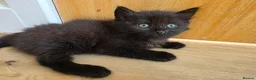 Mixed Breed cats for sale: Two black male kittens for sale  - Advert 5