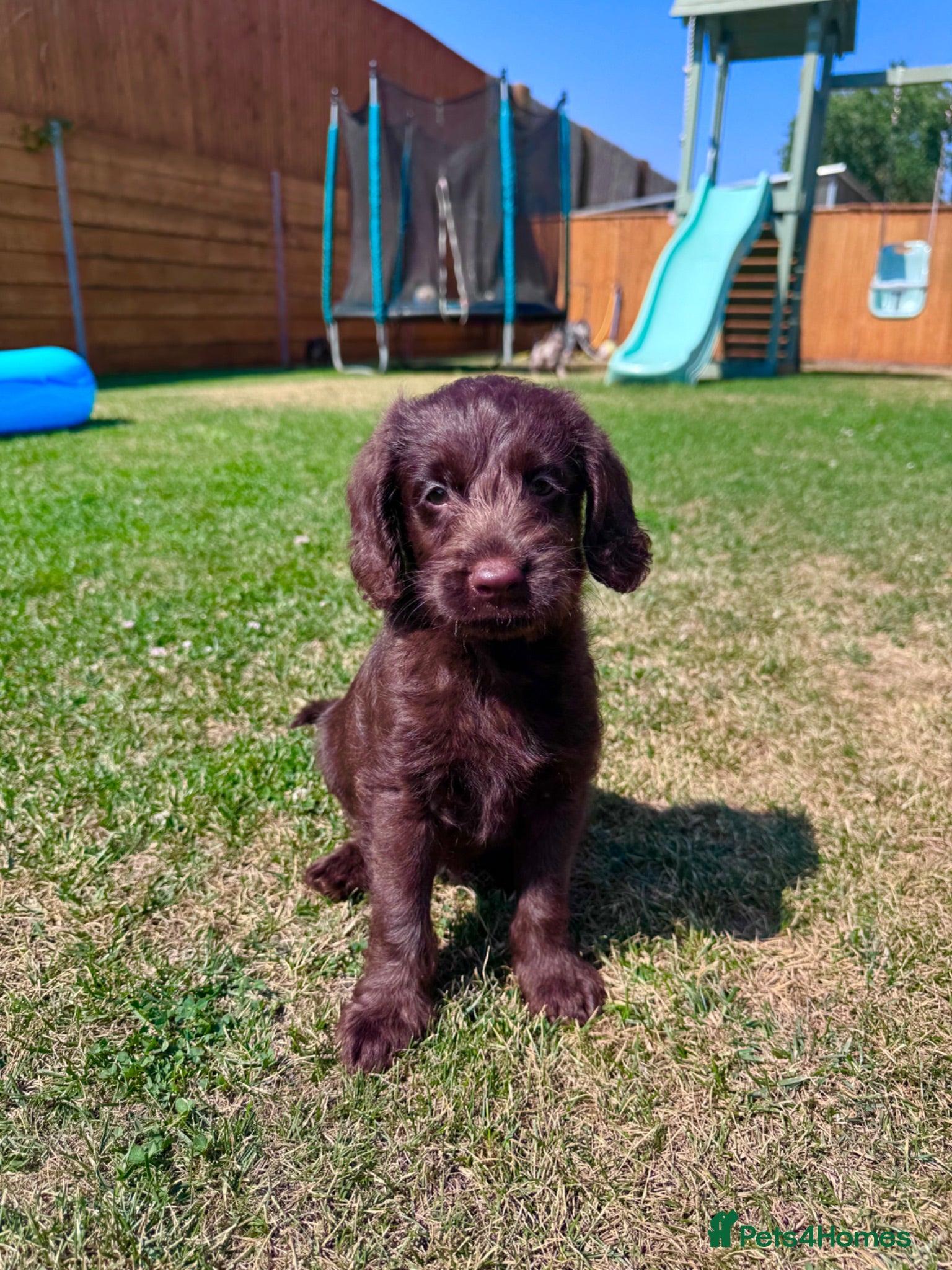 Labradoodle dogs Chocolate & Chocolate Merle Labradoodle Babies 🐾 - Advert 1