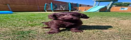 Labradoodle dogs for sale: Chocolate & Chocolate Merle Labradoodle Babies 🐾 - Advert 9