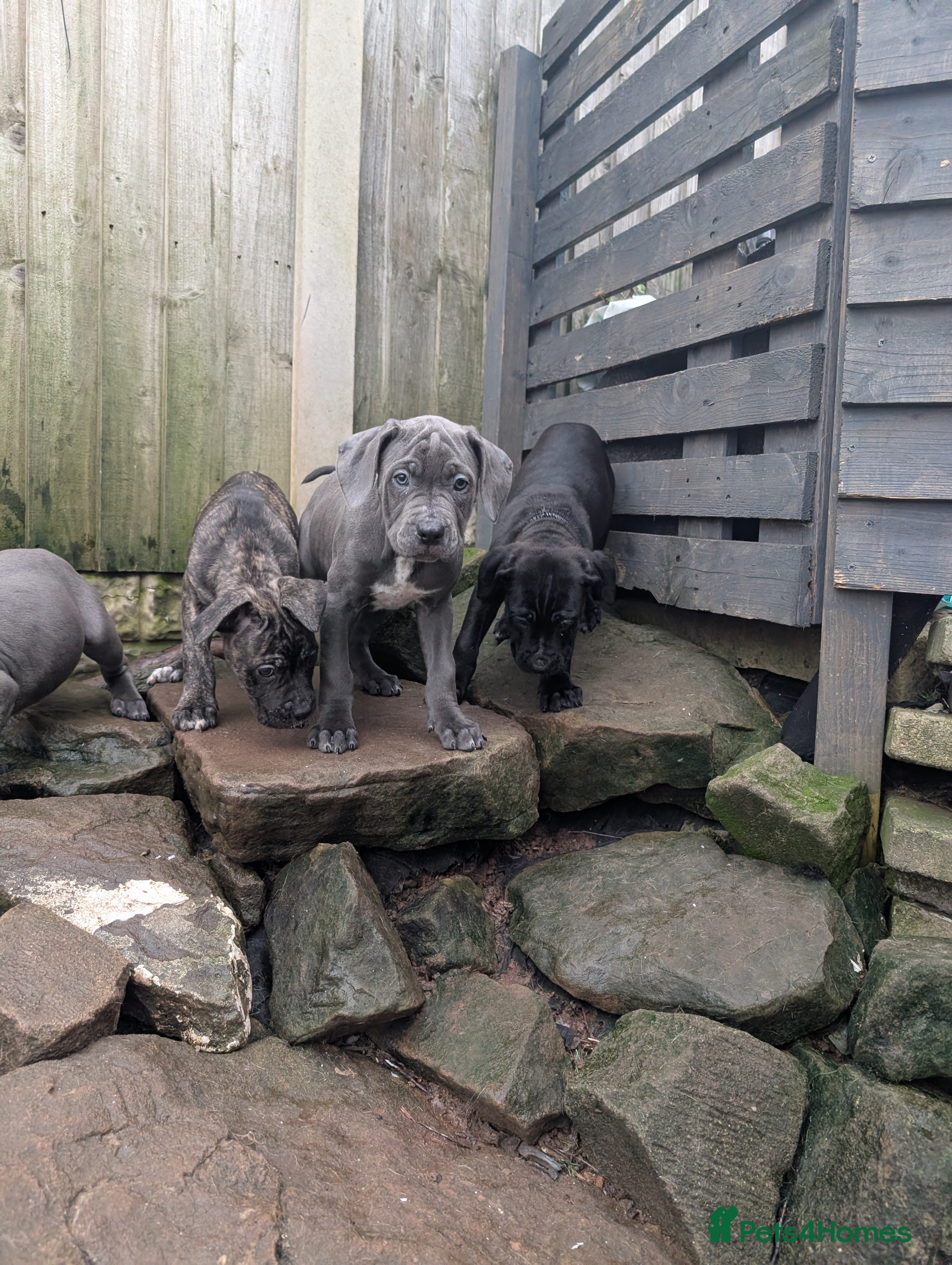 Cane Corso dogs Cane corso puppies  - Advert 2