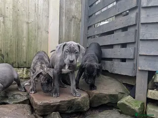 Cane Corso dogs Cane corso puppies - Advert 2
