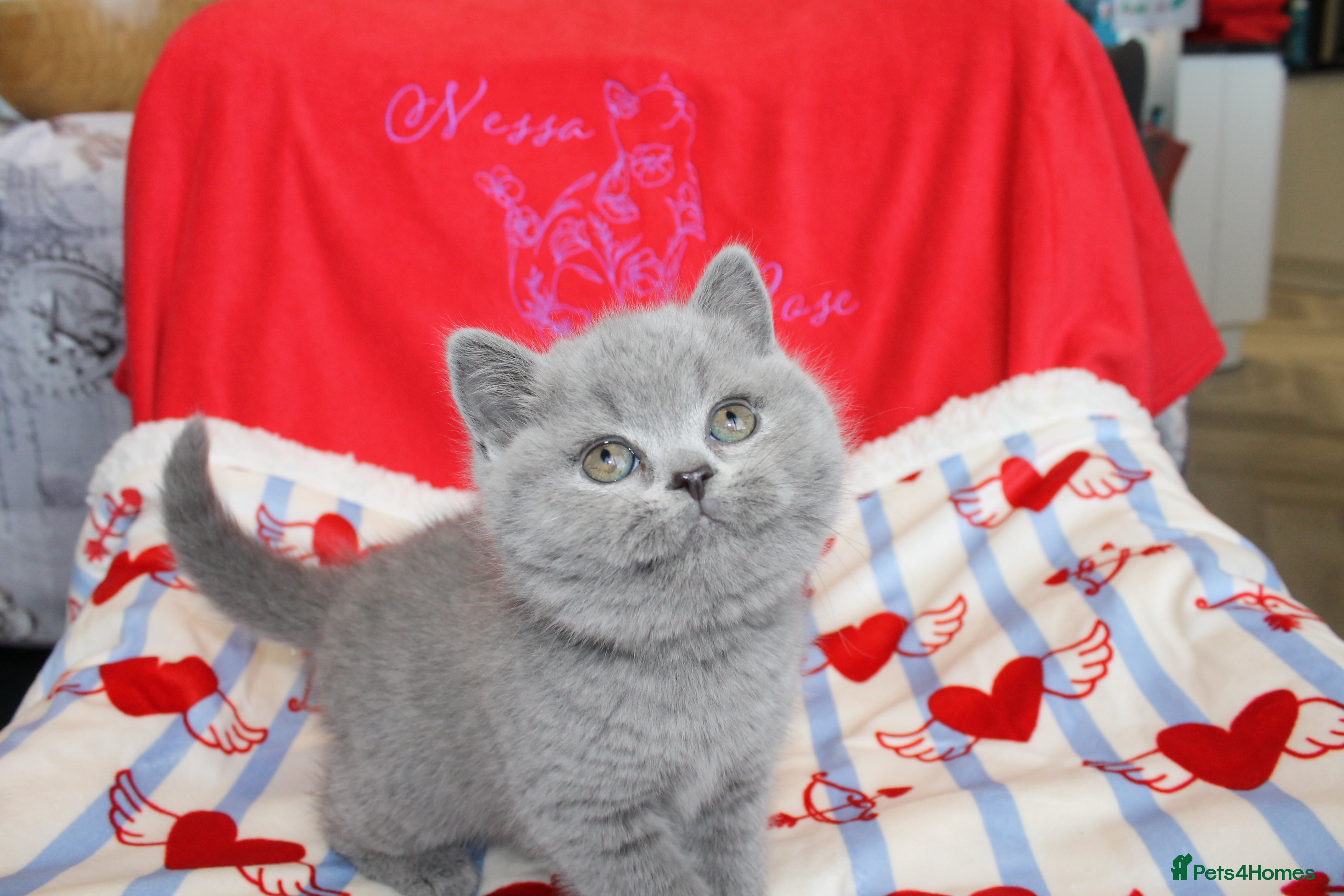 British Shorthair cats for sale: Gccf British Blue kittens  - Advert 18