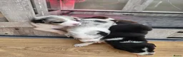 Border Collie dogs for sale: Border Collie Puppies  in Sheffield - Advert 7