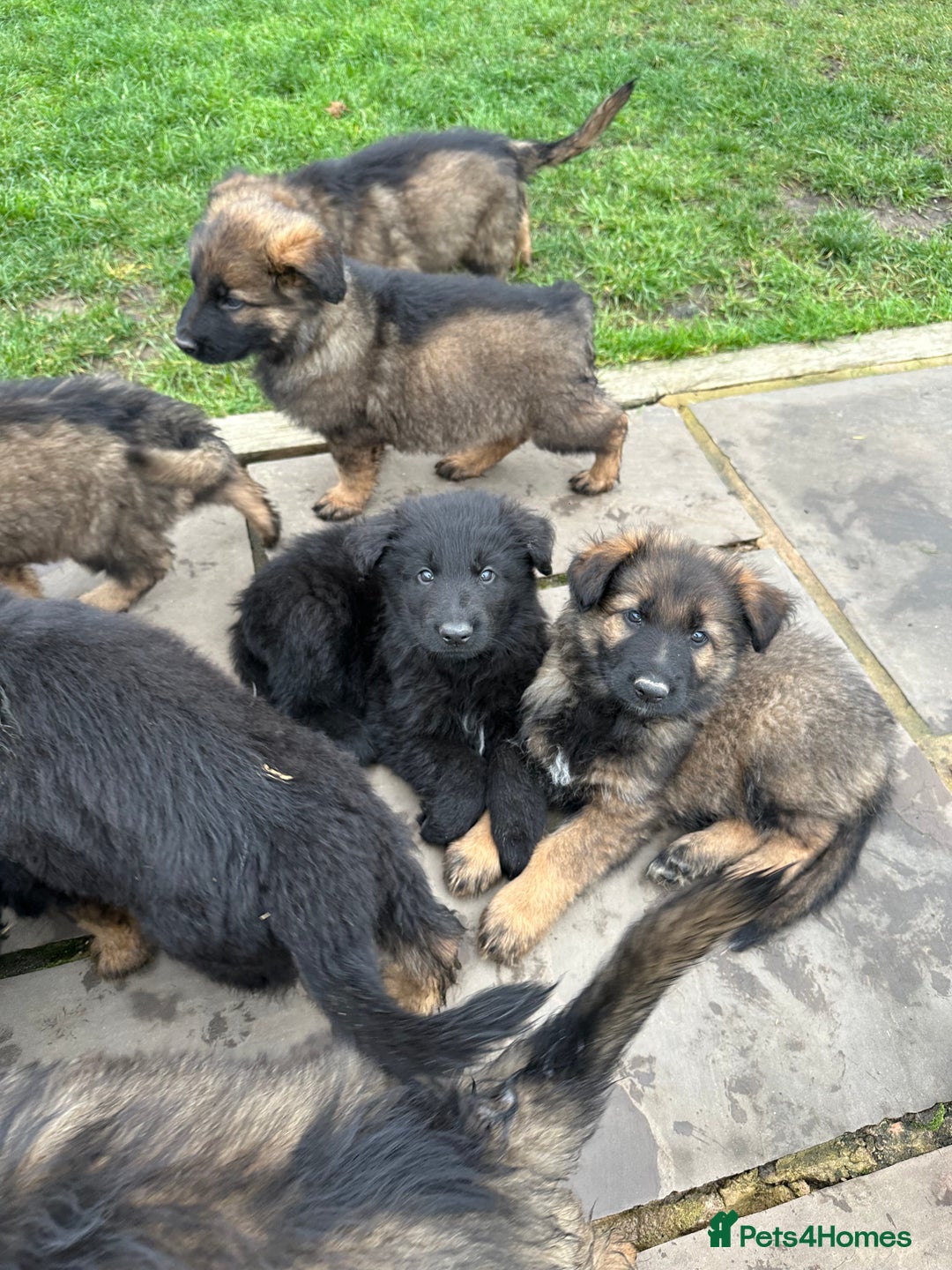 German Shepherd dogs for sale: Beautiful Litter of German Shepherd Puppies - Advert 30