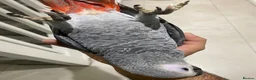 Parrots birds for sale: READY TO LEAVE Super cuddly baby greys  - Advert 3