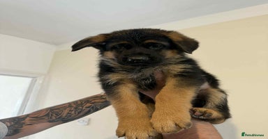 German Shepherd dogs - Advert 11