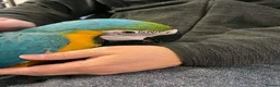 Macaws birds for sale: Blue and Yellow macaw for Rehoming  in London - Advert 2