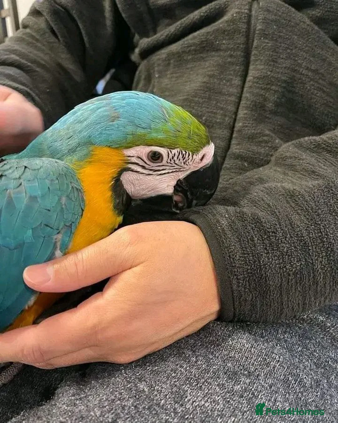 Macaws birds for sale: Blue and Yellow macaw for Rehoming  in London - Advert 2