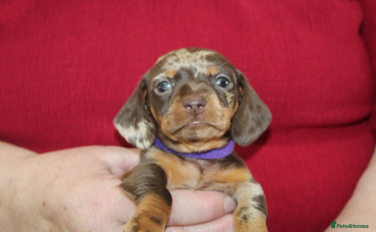 Miniature Dachshund dogs - Advert 4