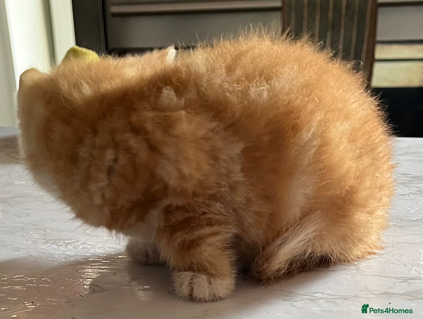 Mixed Breed cats for sale: 3 beautiful kittens for sale  - Advert 20