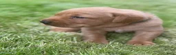 Labrador Retriever dogs for sale: Beautiful Fox Red Labrador Puppy – 1 Boy Available - Advert 6
