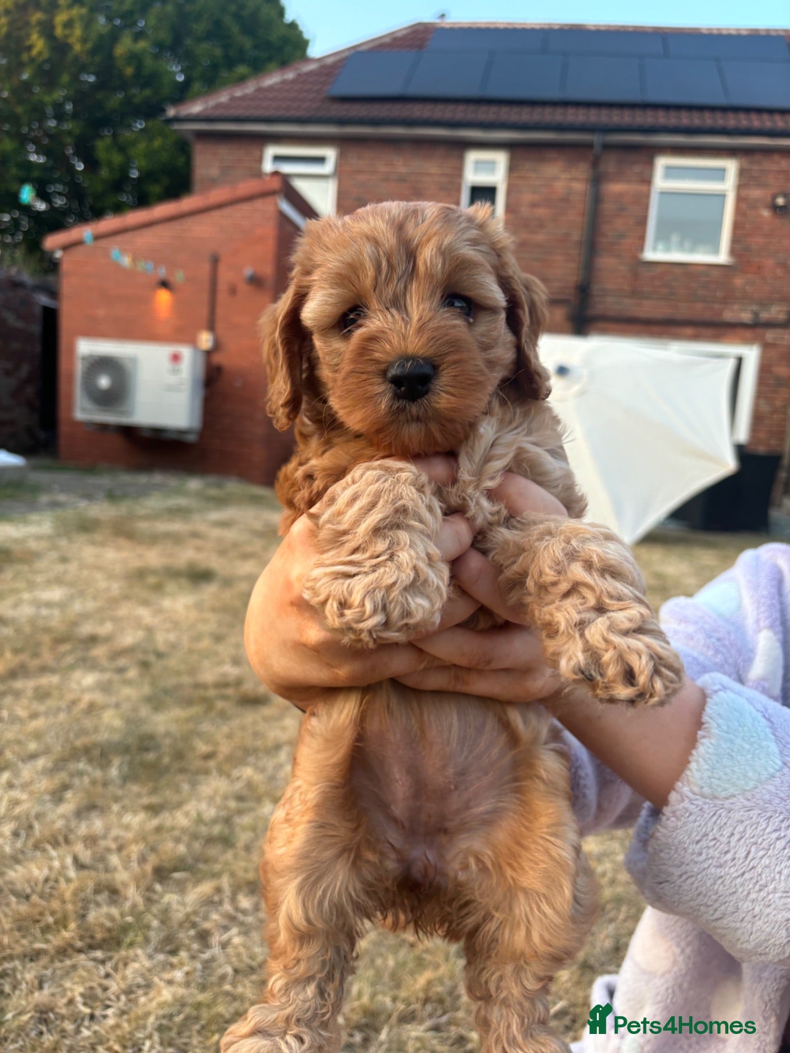 Cockapoo dogs BEAUTIFUL RED TOY COCKAPOOS! - Advert 1
