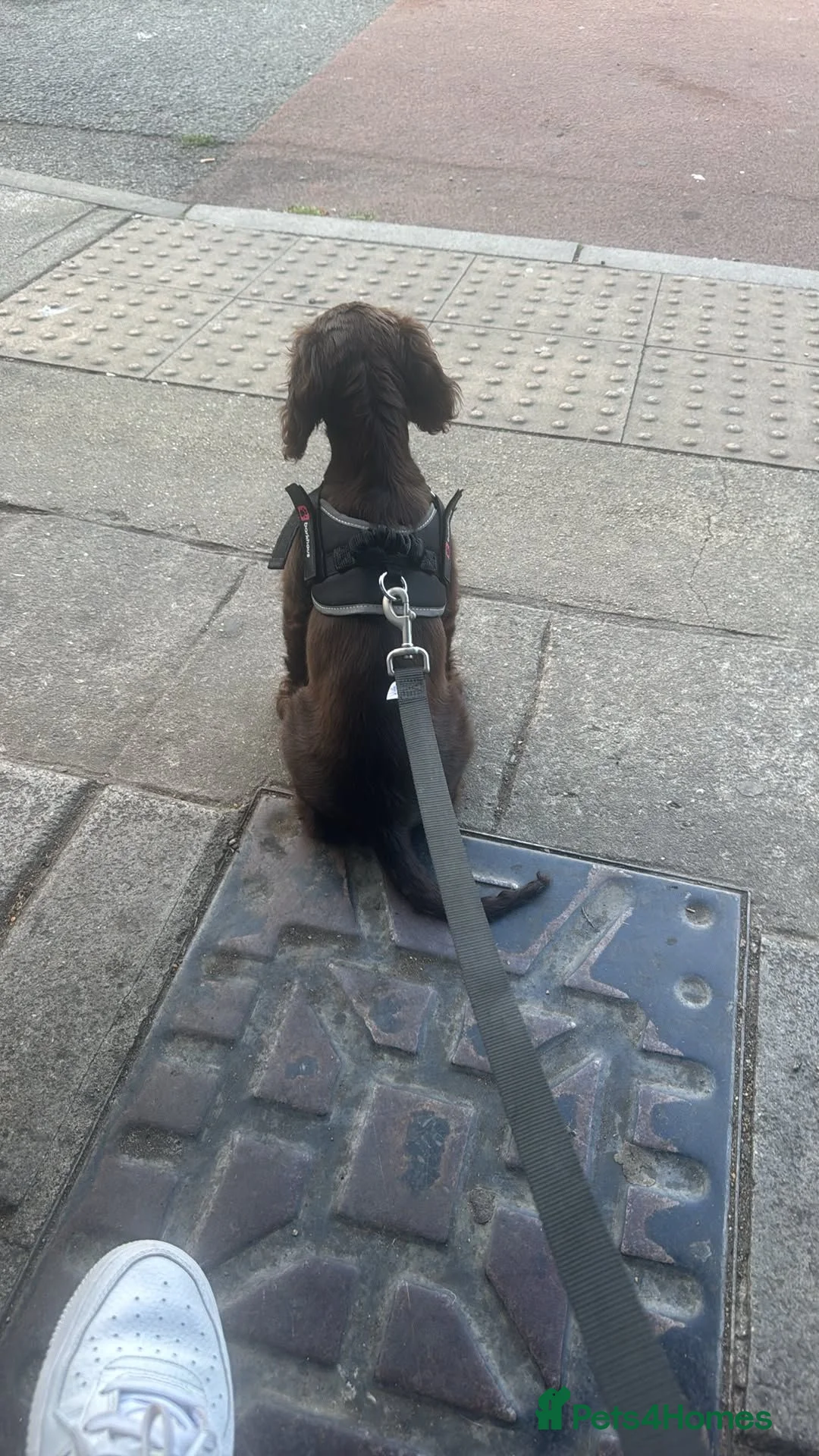 Cocker Spaniel dogs for sale: Cocker spaniel boy  in Kingsbridge - Advert 5