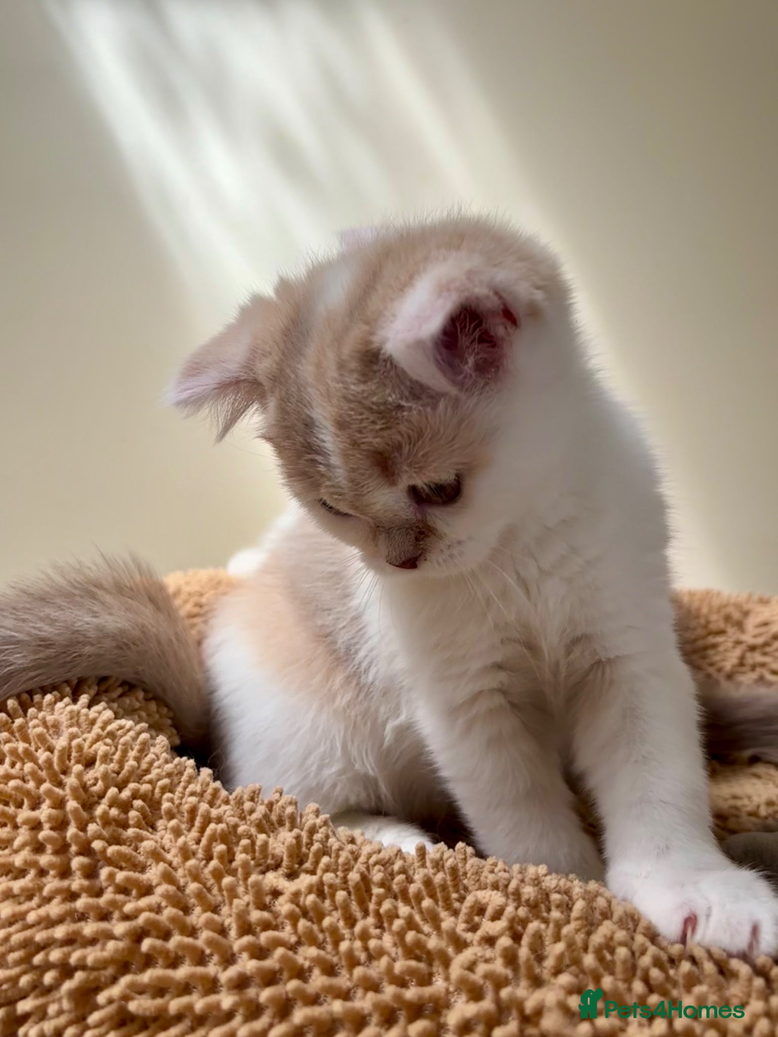 Scottish Fold cats for sale: Pedigree Adorable Scottish Fold Kittens  - Advert 7