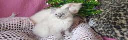 Ragdoll cats for sale: 💗Stunning GCCF registered Ragdoll Kittens. - Advert 6