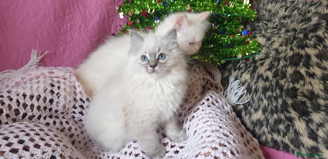 Ragdoll cats for sale: 💗Stunning GCCF registered Ragdoll Kittens. - Advert 6