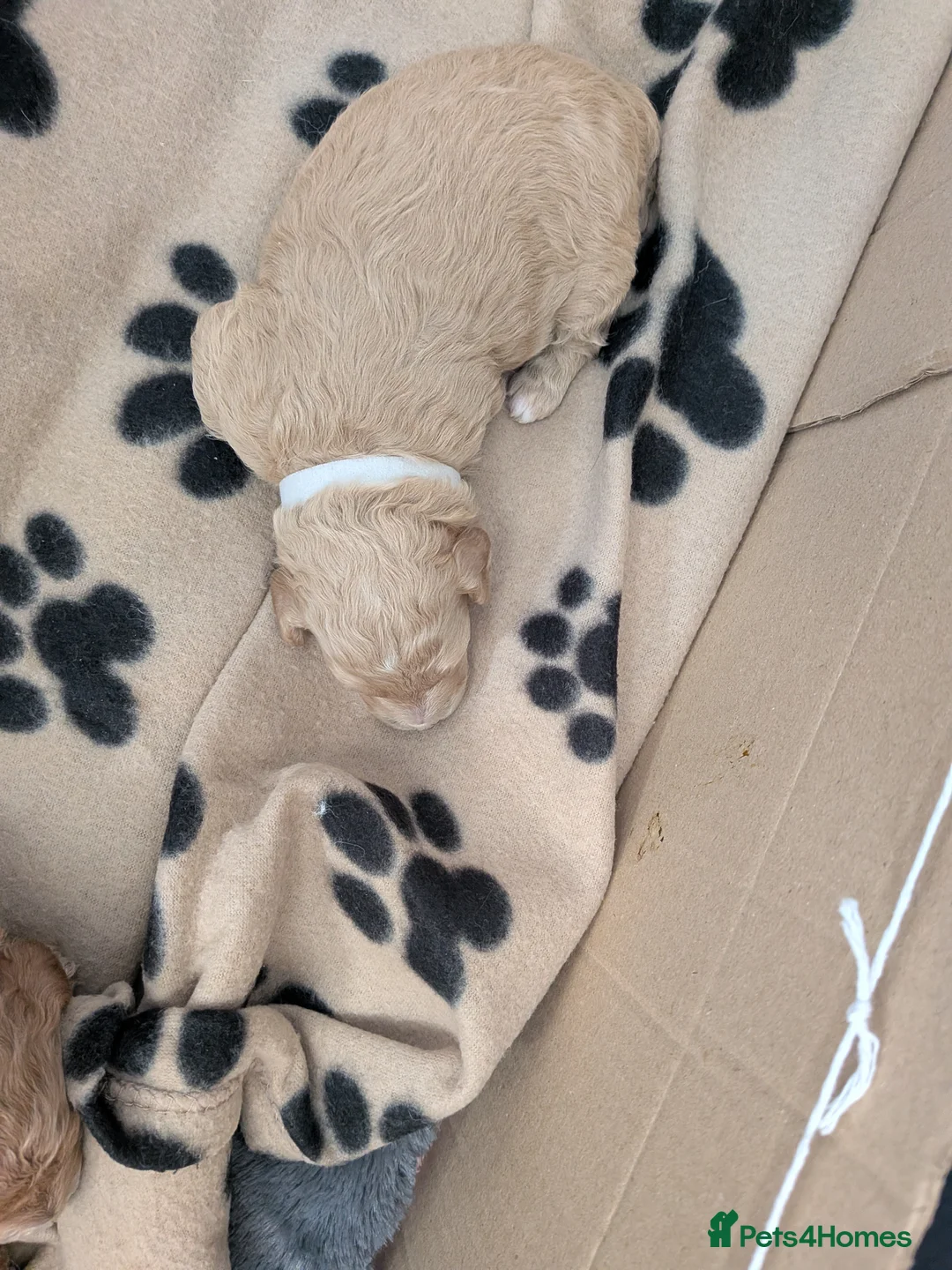 Toy Poodle dogs for sale: Toy poodle girls - Advert 2