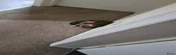 Mixed Breed cats for sale: Kittens - Advert 3