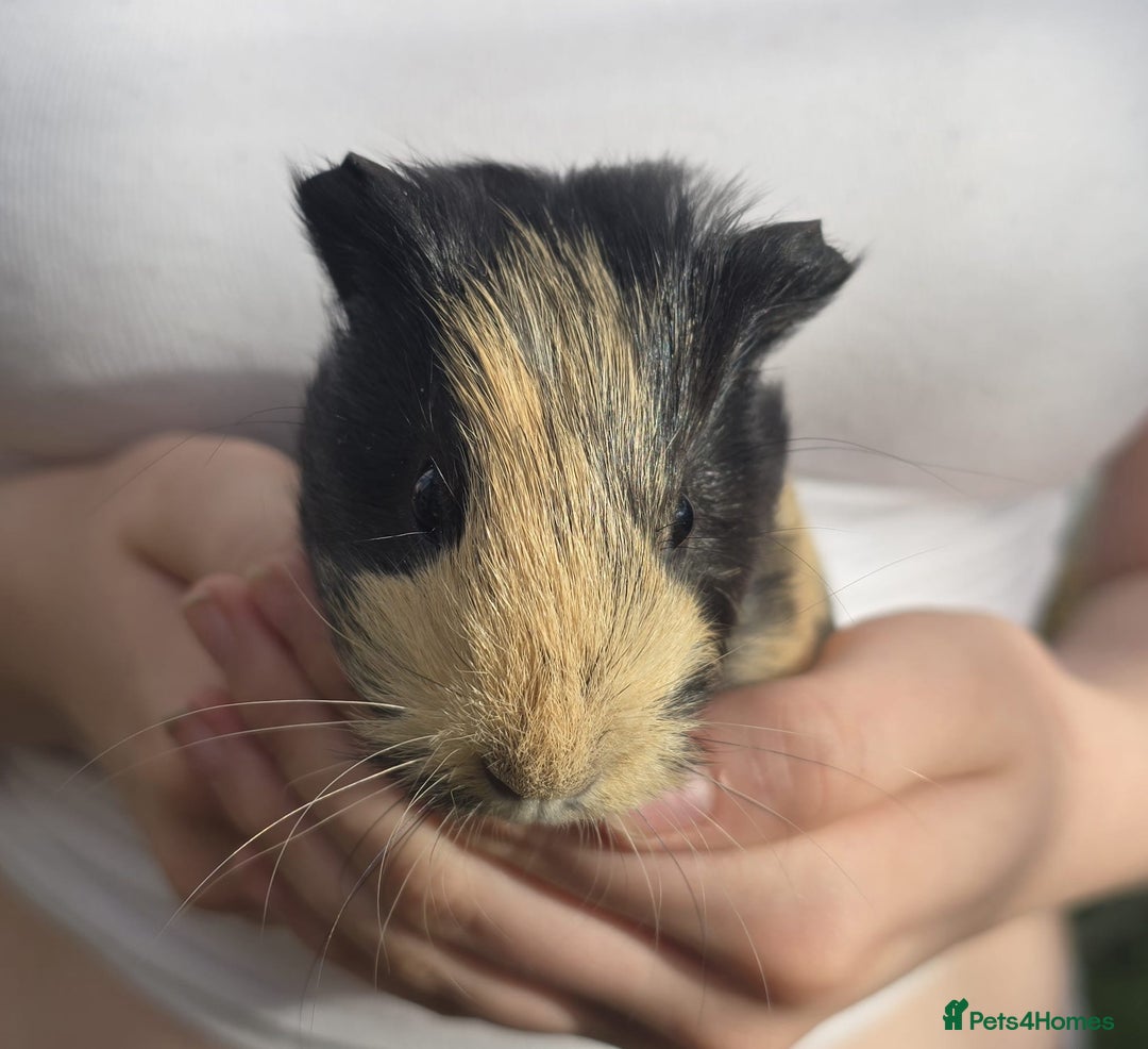 Guinea Pig rodents for sale: Male Guinea pigs  - Image 6