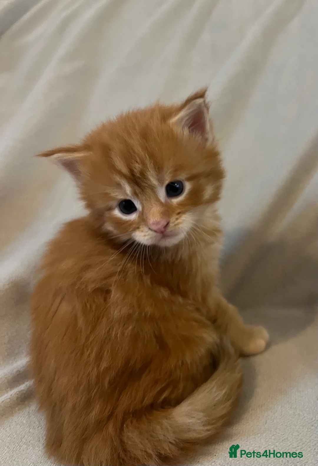 Maine Coon cats for sale: Beautiful and healthy litter of Maine coon kittens - Advert 11