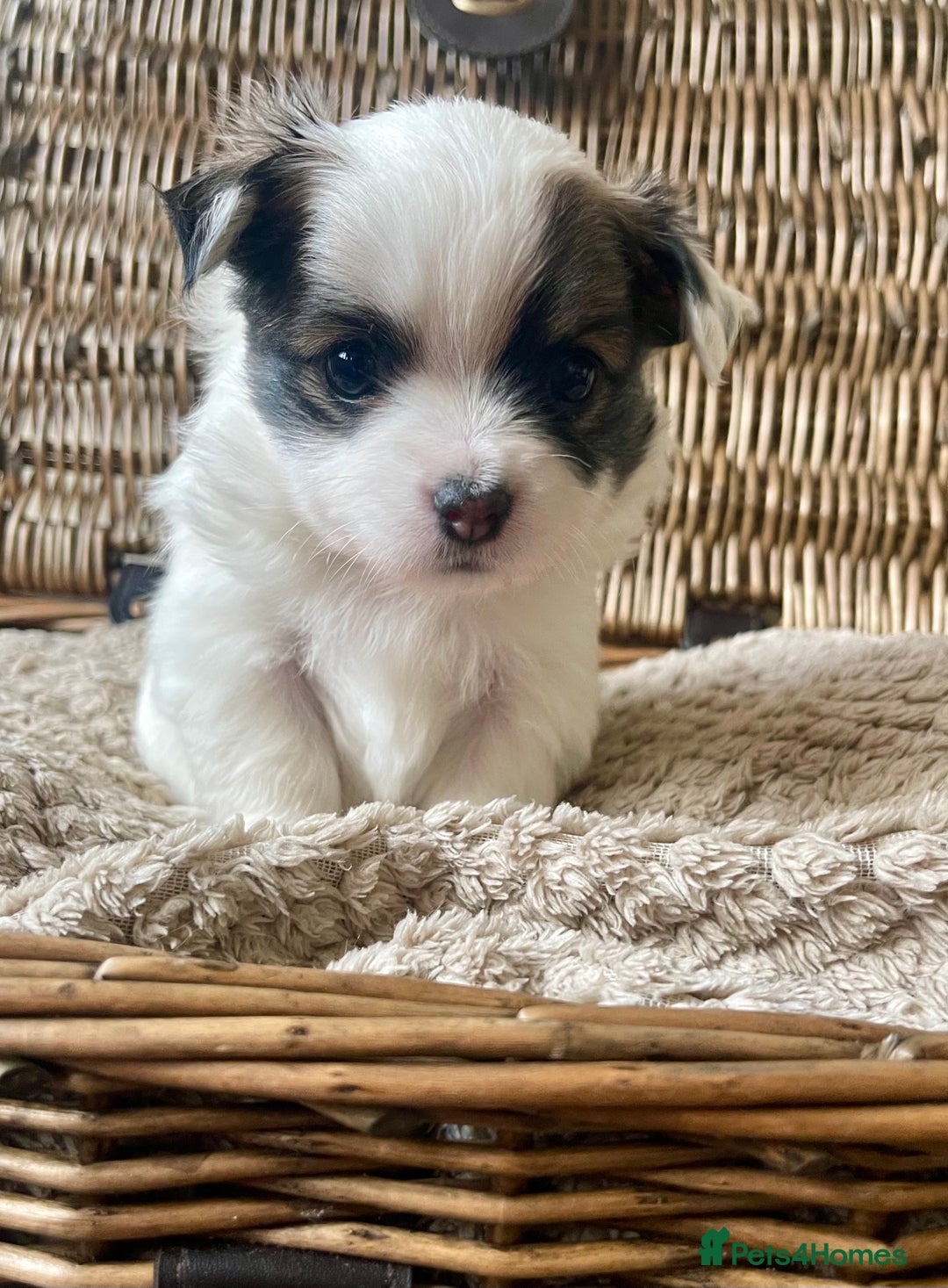 Chihuahua dogs for sale: BEAUTIFUL LONG COAT BOYS  - Advert 4