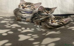 Bengal cats for sale: Beautiful Cross Bengal Kittens - Image 2