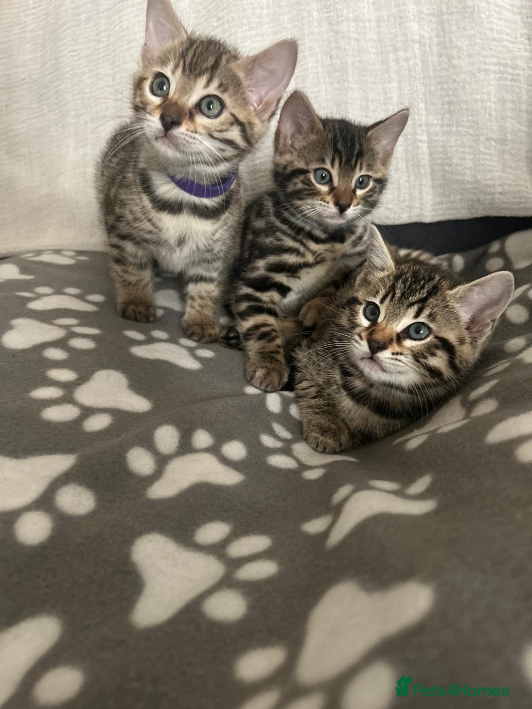 Bengal cats for sale: Beautiful Cross Bengal Kittens - Image 2