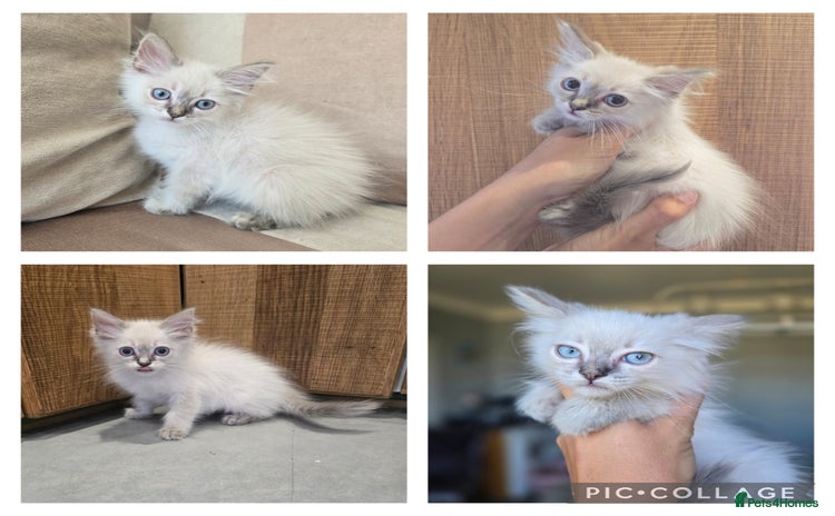 Ragdoll cats - Advert 2