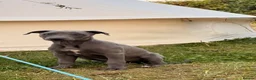 Whippet dogs for sale: Male whippet pup  - Advert 2