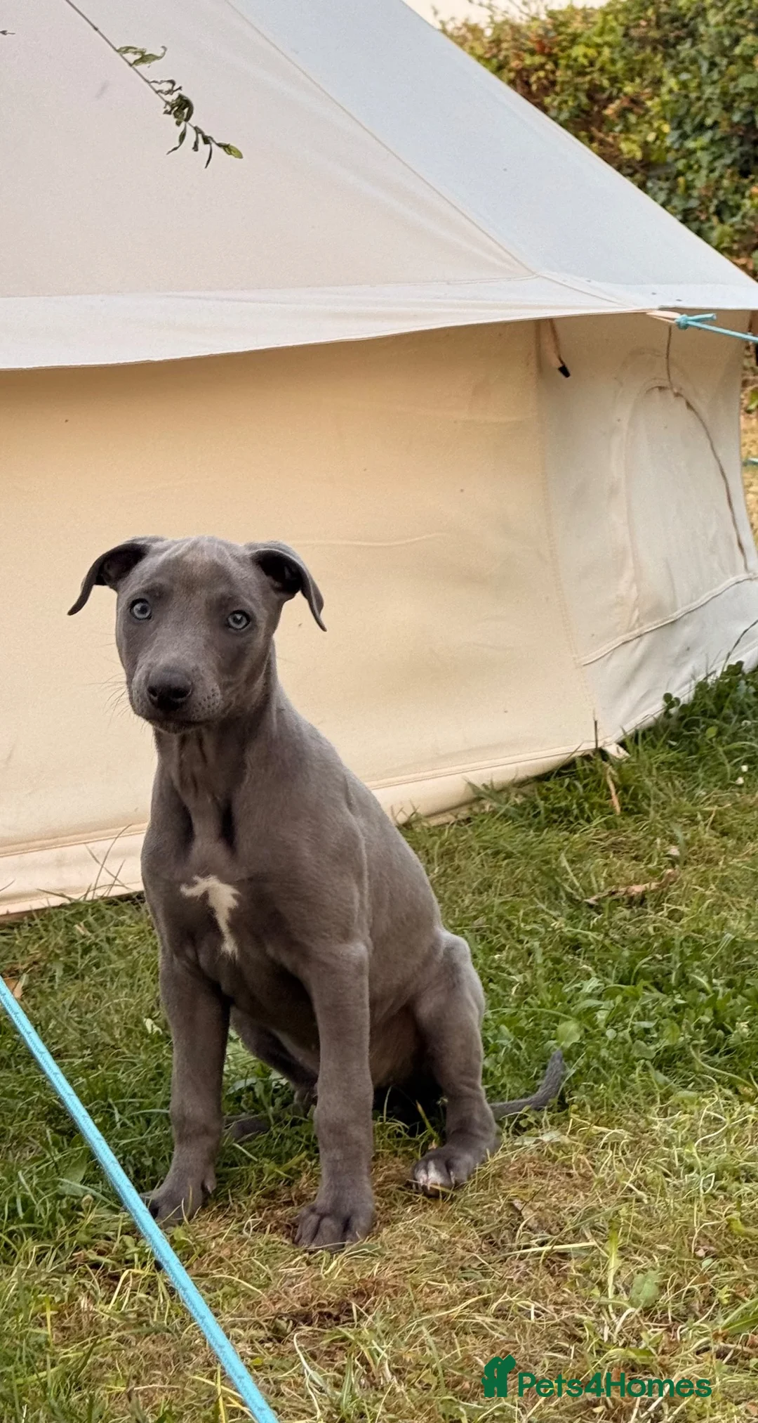 Whippet dogs for sale: Male whippet pup  - Advert 2