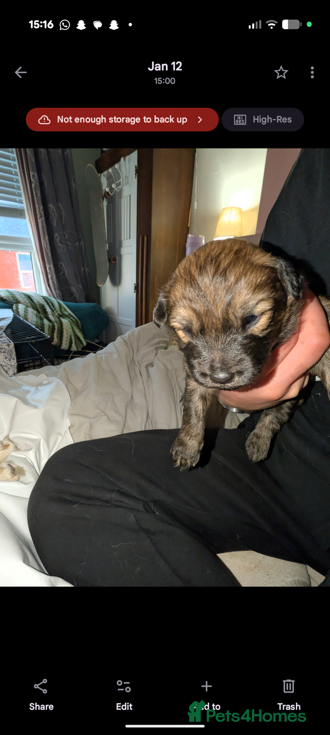 Mixed Breed dogs for sale: Gerhusky kelpie Labrador mix - Advert 22