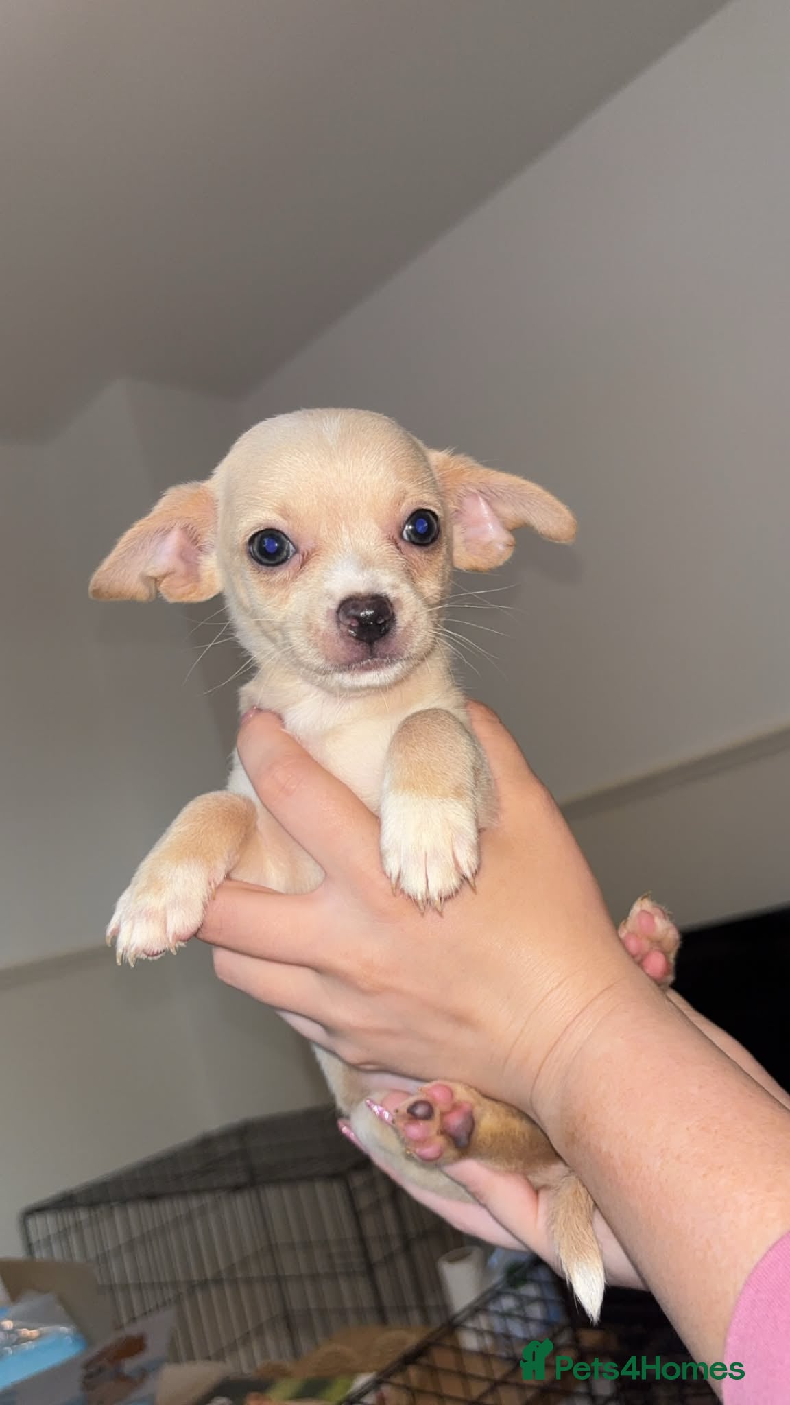 Chihuahua dogs Chihuahua boys long coat READY TO LEAVE NOW 💙 - Advert 3