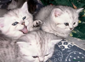 British Shorthair cats - Advert 16