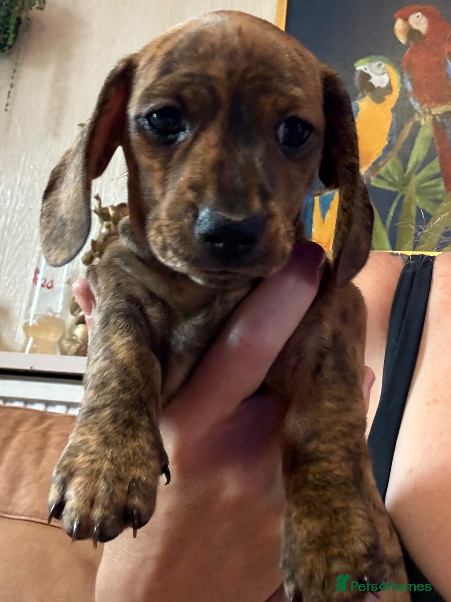 Miniature Dachshund dogs Miniature smooth haired dachshunds 7wks ready 21st - Advert 6