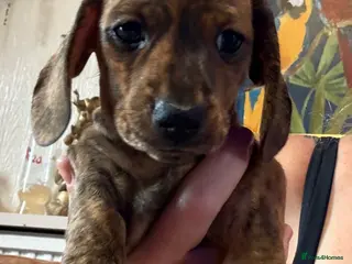 Miniature Dachshund dogs Miniature smooth haired dachshunds 7wks ready 21st - Advert 6