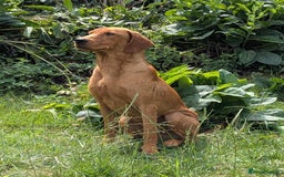 Labrador Retriever dogs for sale: Part-trained fox red Lab,FULLY HEALTH TEST PARENTS - Image 3